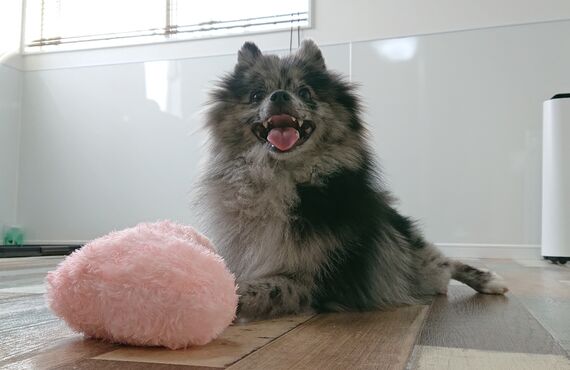 尾張旭市周辺のペットホテルで小型犬を預けるなら｜ドッグホテルわんぱく