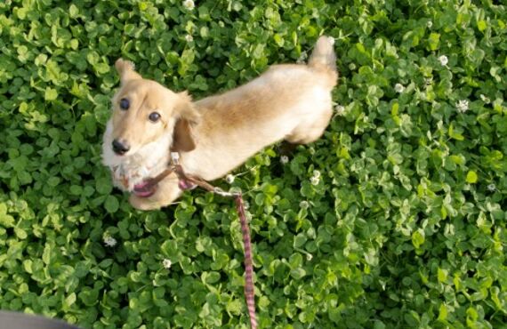 尾張旭市周辺で愛犬を安心して預けるなら｜ドッグホテルわんぱく